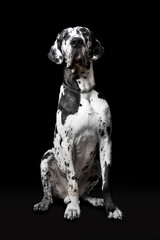 Deutsche Dogge vor schwarzem Hintergrund