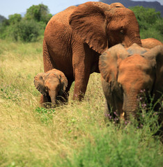 Fototapeta na wymiar Trio słoni w Parku Narodowym Samburu, Kenia Afryki.