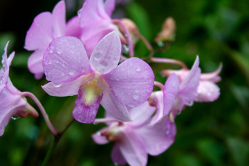 Naklejka na ściany i meble Vanda, Orchid