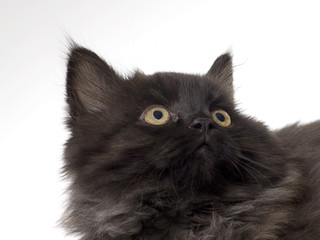 Black silver maine coon kitten