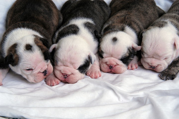 bull dog newborn puppies