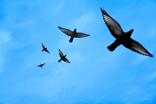 Oiseau Volant" Images – Parcourir 15 le catalogue de photos, vecteurs et  vidéos | Adobe Stock