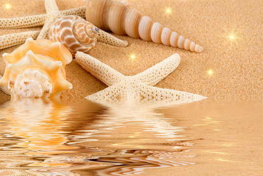 Starfish and seashells 