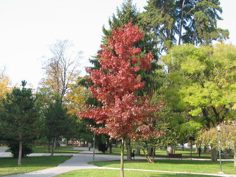 couleurs automnales dans un parc de chambery