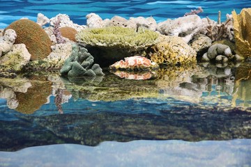 coral reef at low tide