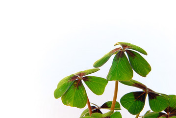 Glücksklee 10 © LianeM