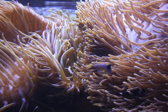 sea Anemones 2