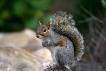 Naklejka na ściany i meble Gray squirrel sit on stone