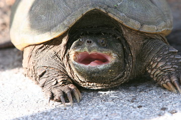 OPEN MOUTH TURTLE