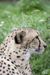 Acinonyx jubatus face