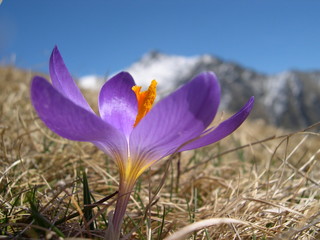 fiore di montagna