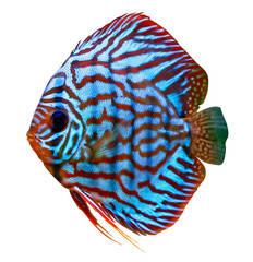 Obraz premium colorful tropical discus fish