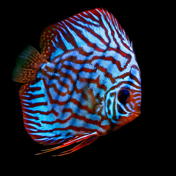 colorful tropical discus fish