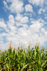 Corn field over blue sky and clouds...
