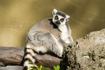 Fototapeta premium Ring Tailed Lemur (Lemur Catta) - landscape orientation