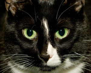 A close-up of the face of a black and white cat.