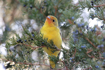 Male Western Tanager in Winter
