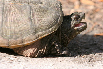 SNAPPING TURTLE PROFILE