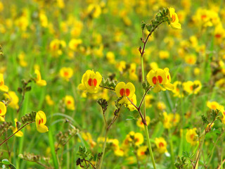 Flowerbed Background