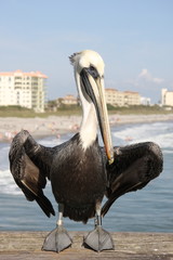 pat pelican
