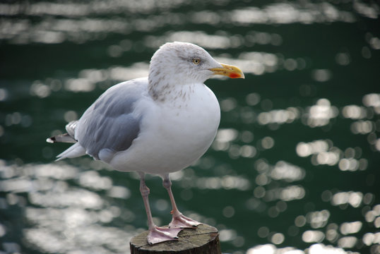 Seagull