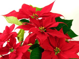 poinsettia red leaves