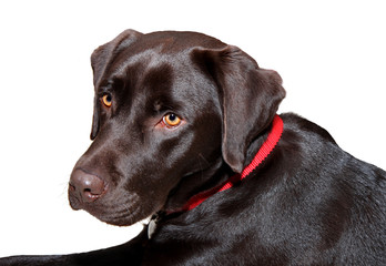 Isolated image of a sleek Chocolate colored Labarador Dog