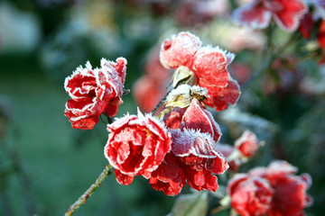 Iced roses