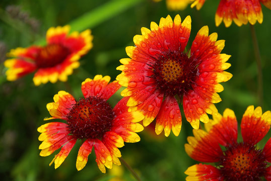 Kokardenblume 01
