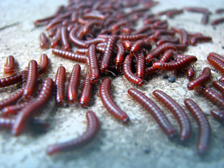 Worm World