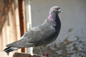 mail pigeons in close-up on a roof in Romania