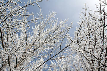 A bunch of snow covered branches, shot from beneath.