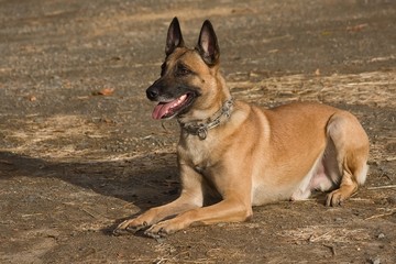 Belgian Malinois