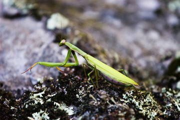 a green preying mantis
