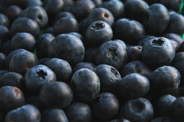 blueberries harvested 