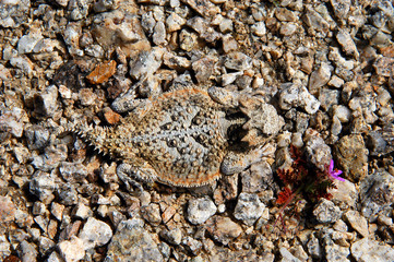 Short horned lizard camoflaged on gravel with flower