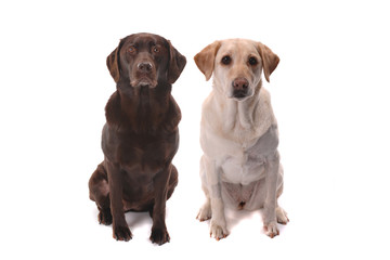 chocolate and yellow labrador retrievers on white background