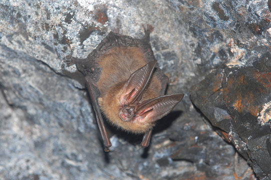 townsend's big-eared bat hanging in cave