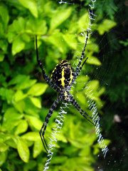 Exotic Spider