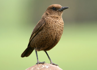 brown bird