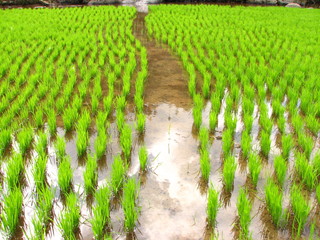 Rice Seedlings 2