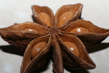 Sternanis