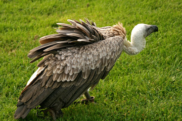 african white-backed vulture strolling on the grass