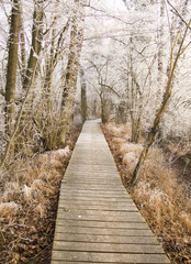 Chemin dans la Petite Camargue givrée