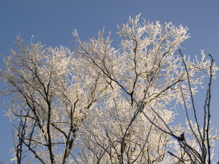 Branches givrées et ciel bleu