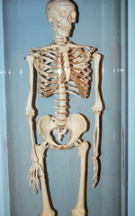 skeleton