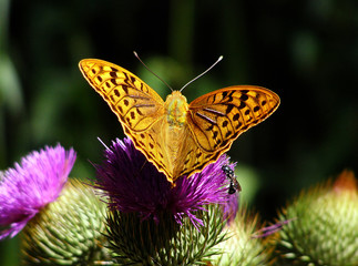 Yellow Butterfly on Thistle