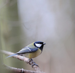 Mésange charbonnière  Parus major