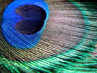 Fototapeta premium Peacock Feather