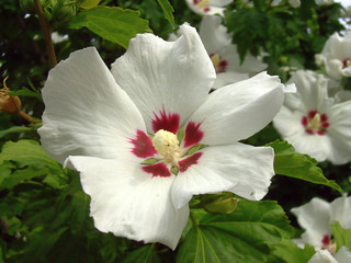 Hibiskus 01 © LianeM